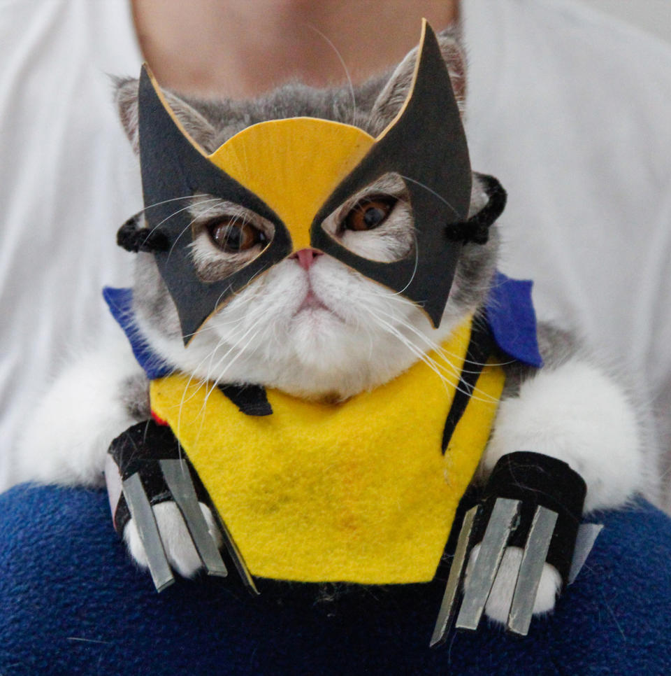 <p>Snoopy wearing a Wolverine costume. Shirley insists that, despite their rather grumpy expression, the cats are happiest when getting into their favorite costumes. (Photo: DailySnoopy/Caters News) </p>