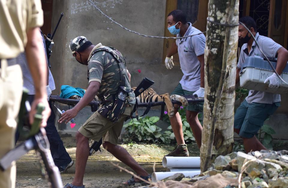 A tigress which strayed into a house in Baghmari area at Bagori range being rescued in Nagaon District of Assam. (Photo credit should read Anuwar Ali Hazarika/Barcroft Media via Getty Images)