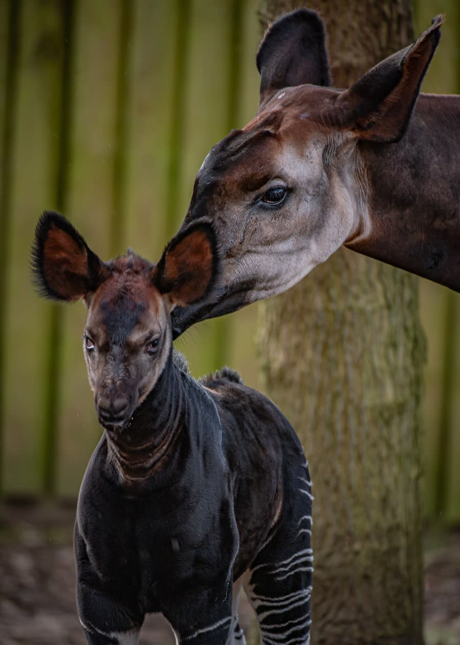 (Chester Zoo/PA)