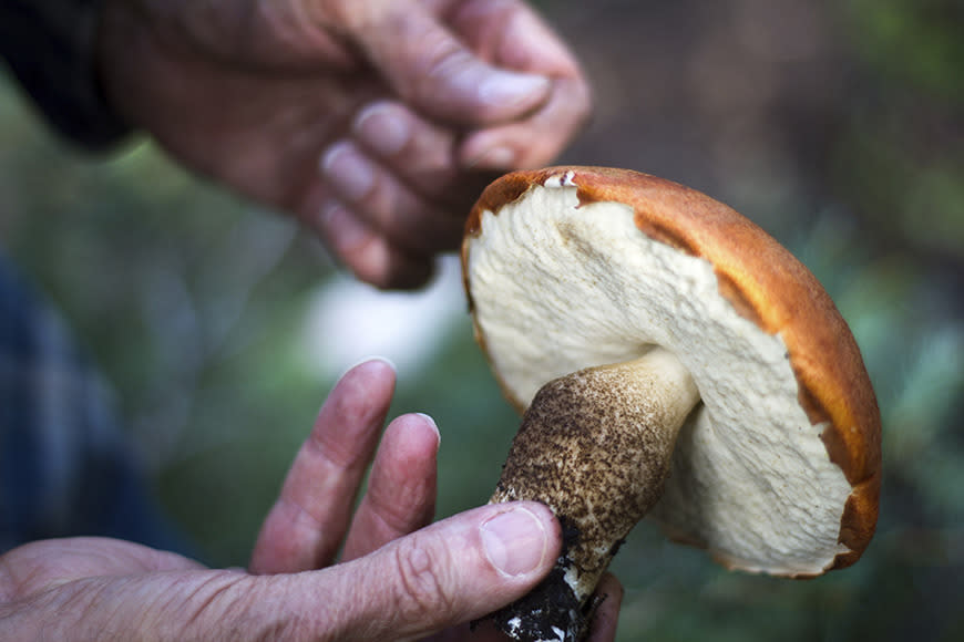 Foraging for food growing in the wild, like mushrooms, edible weeds and seaweed, is big news in the food world. Expect to spot growing numbers of chefs hunting for ingredients on roadsides and beaches in 2015.