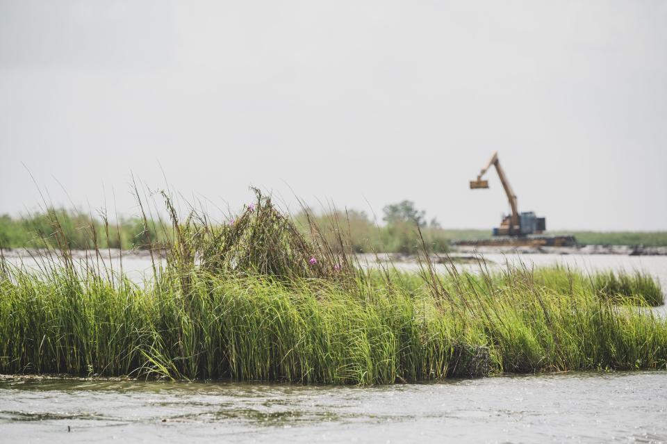 Grasses grow behind one of the terraces constructed in southwestern Terrebonne Parish to help curb coastal erosion.