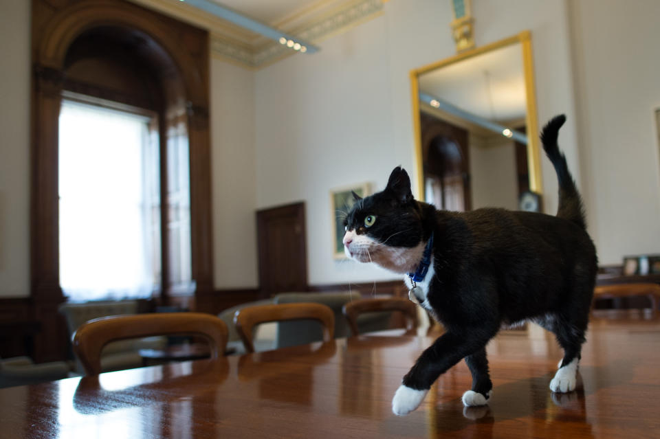 Chief mouser' Palmerston, a rescue cat recruited from Battersea Dogs and Cats Home explores his new surroundings in Permanent Under Secretary, Simon McDonald's office in the Foreign and Commonwealth Office in London.