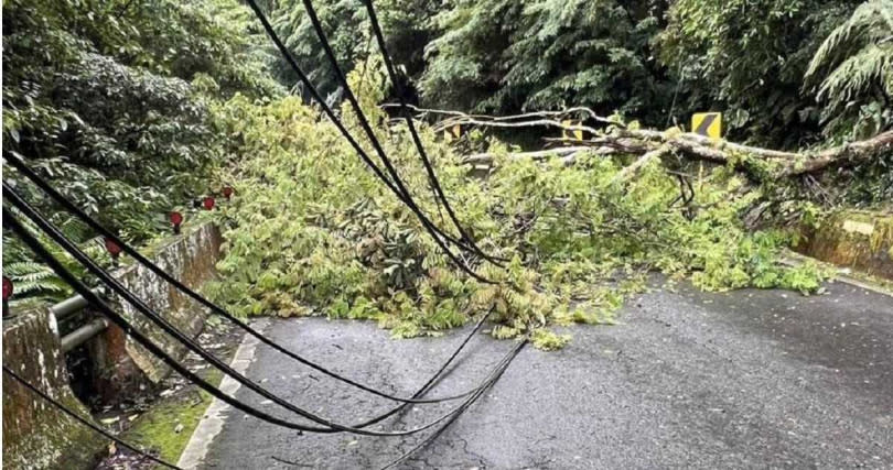  桃園復興區今（1日）上午發生樹木倒塌壓斷電桿事故，導致4690戶大停電。（圖／報系資料照）