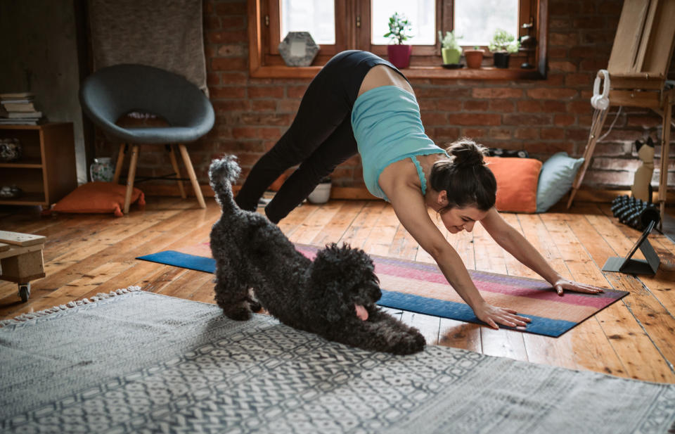 Young woman practicing downward facing dog pose playing with her pet in the living room