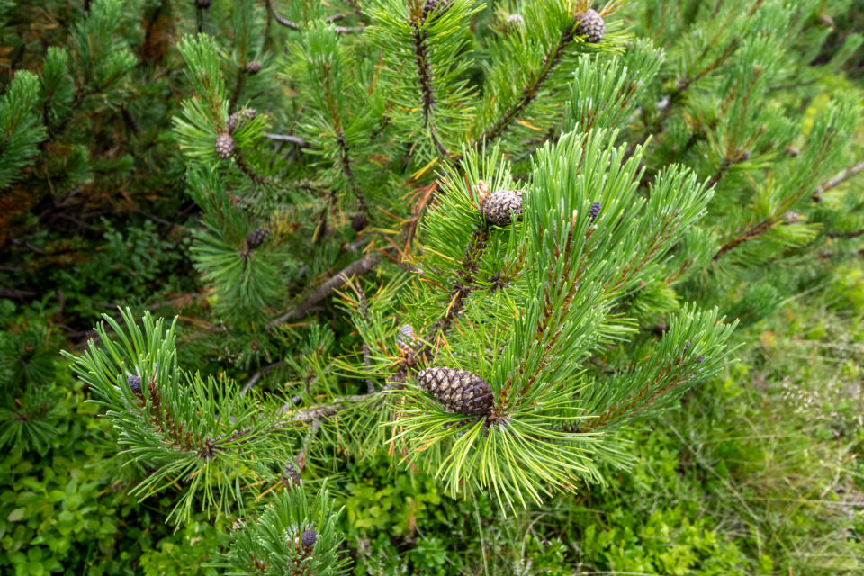 Pinecones on a tree