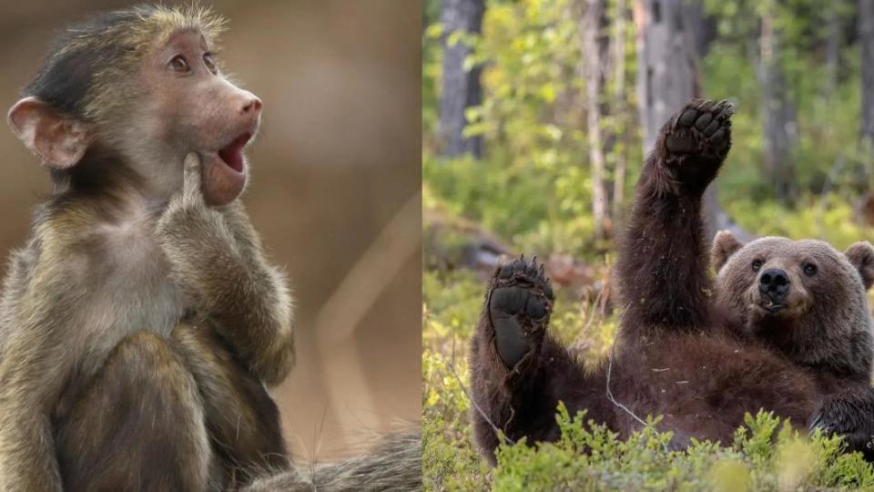 豚尾狒狒：親一個、棕熊：快拍我！。（圖／翻攝自 搞笑野生動物攝影獎）