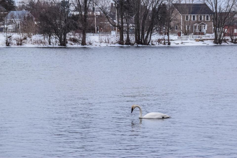 The distinct call of the trumpeter swan can be heard from the banks of the Mississippi River in Almonte.