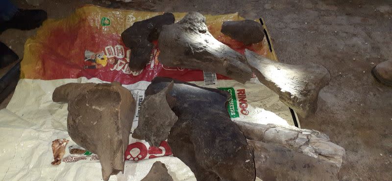 Fossil remains of a mastodon found by miners are seen inside an artisanal gold mine in Risaralda