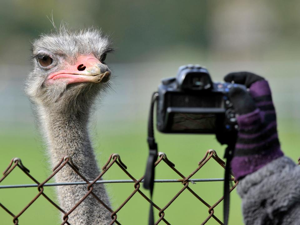 unamused ostrich