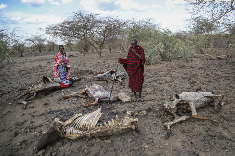 FILE - Saito Ene Ruka, right, who said he has lost 100 cows due to drought, and his neighbor Kesoi Ole Tingoe, left, who said she lost 40 cows, walk past animal carcasses at Ilangeruani village, near Lake Magadi, in Kenya, on Nov. 9, 2022. Much of the world takes daily weather forecasts for granted. But most of Africa's 1.3 billion people live with little advance knowledge of what's to come. That can be deadly, with damage running in the billions of dollars. The first Africa Climate Summit opens this week in Kenya to highlight the continent that will suffer the most from climate change while contributing to it the least. At the heart of every issue on the agenda, from energy to agriculture, is the lack of data collection that drives decisions as basic as when to plant and when to flee . (AP Photo/Brian Inganga, File)