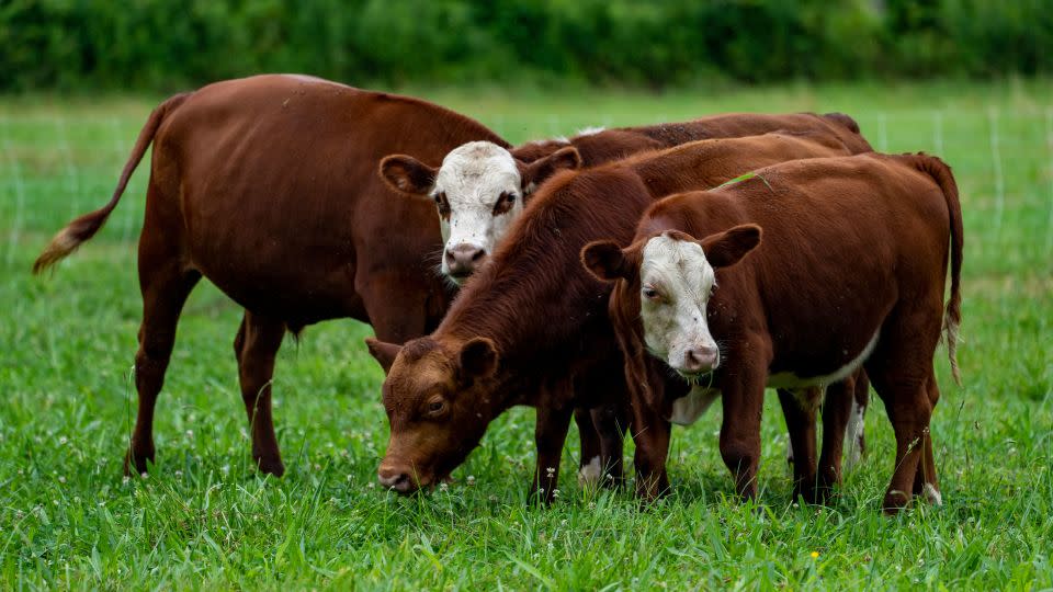 Cows graze in a field in Jasper, Tennessee. - Evelio Contreras/CNN