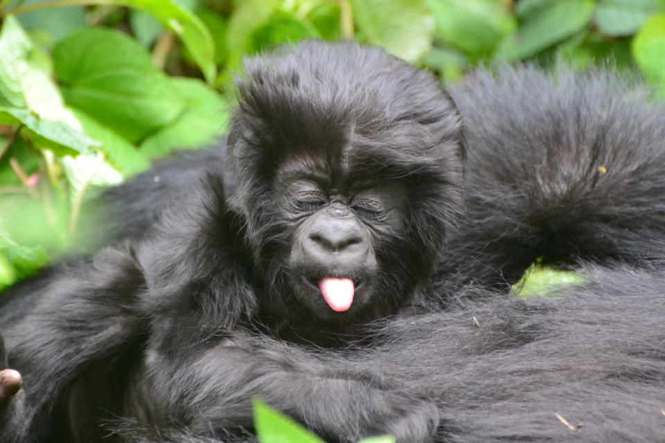 The Kwita Izina naming ceremony is a celebration of nature and thanks to those who help conserve mountain gorillas (Rwanda Development Board/PA)