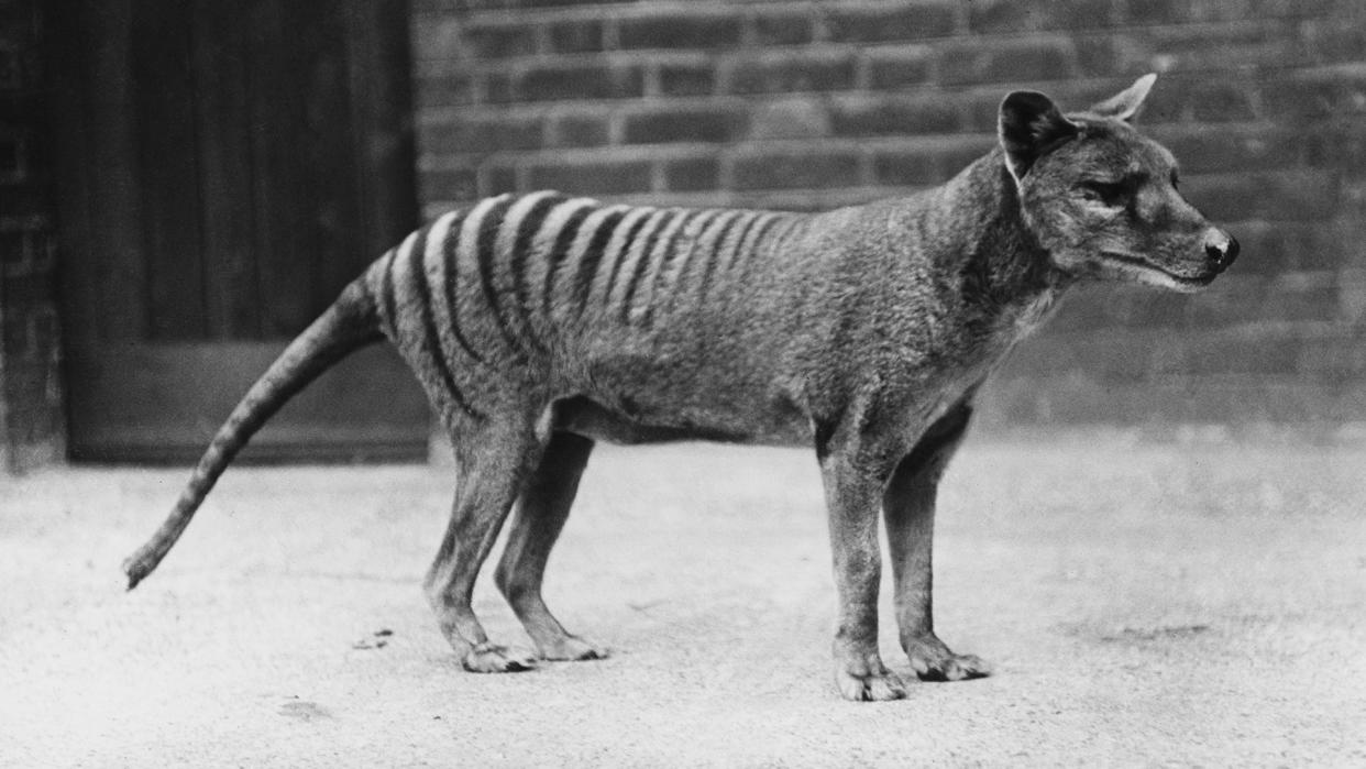  A Tasmanian tiger, or thylacine (Thylacinus cynocephalus) in captivity, circa 1930. 