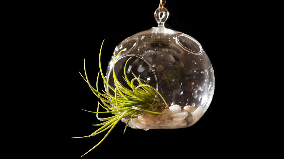 How to make a terrarium: Hanging glass terrarium globe filled with pebbles and an air plant