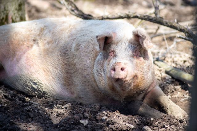 <p>Arizona Humane Society</p> Mia the pig