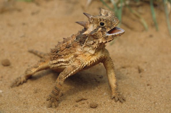 43) The horned lizard shoots blood from its eyes to deter predators