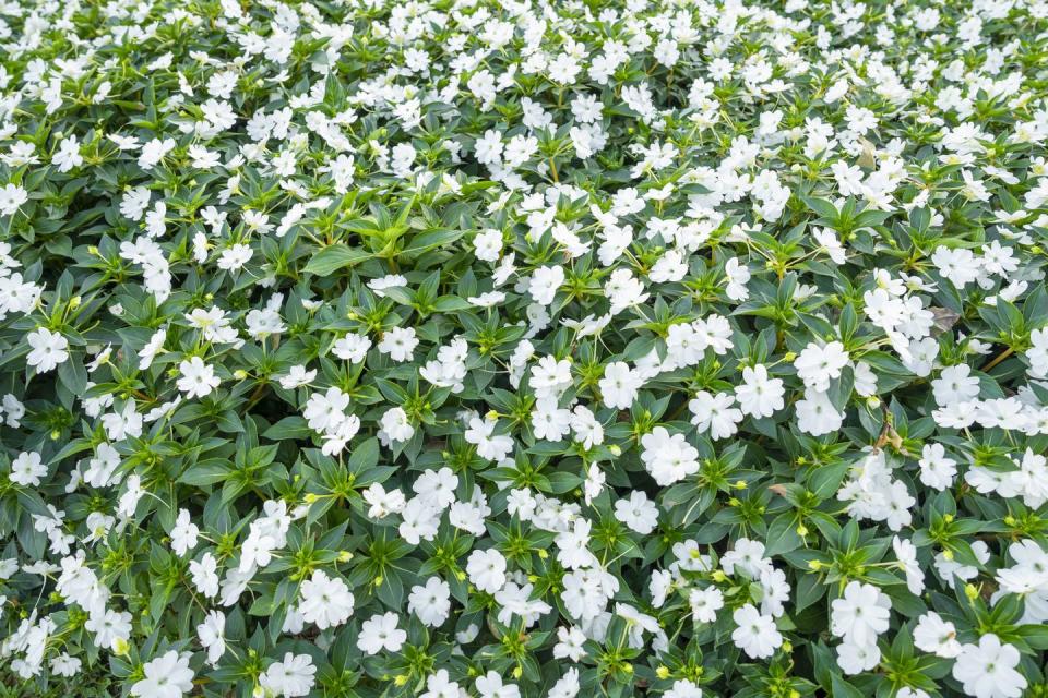 best white flowers impatiens