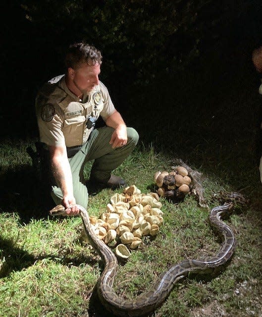 Florida Fish and Wildlife Conservation Commission Officer Matthew Rubenstein with a breeding female Burmese python and some of the 23 eggs and 18 hatchlings he and South Florida Water Management District python removal contractor Alex McDuffie found July 11, 2022.