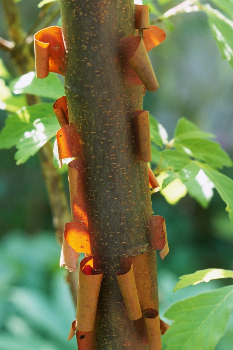 The paperbark maple (Acer griseum), much like the cinnamon tree, also sheds its bark in delicate rolls. Marion Nickig/dpa