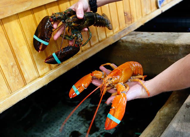 A rare orange lobster (right) with a more commonly coloured lobster (left). Source: AP