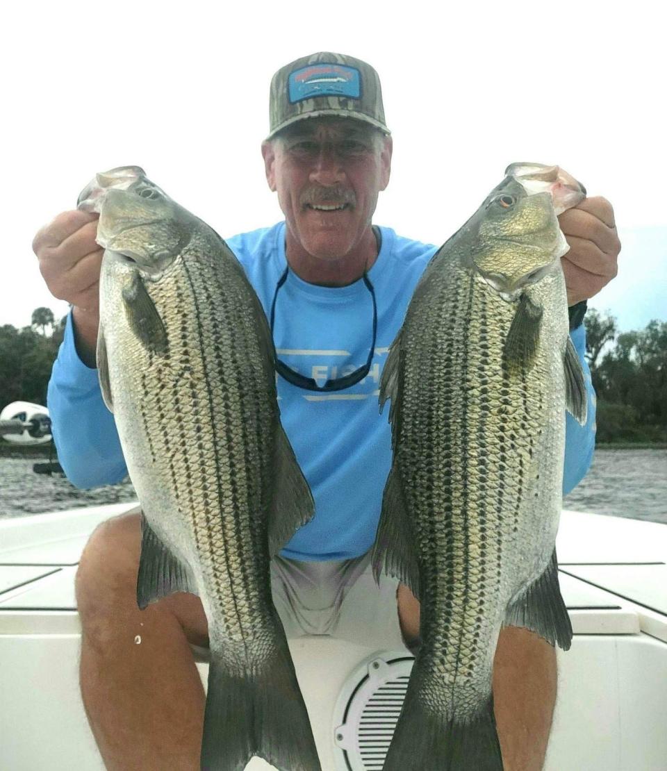 John Patterson, of DeLand, shows off a pair of large striped bass he caught on the St. Johns River.