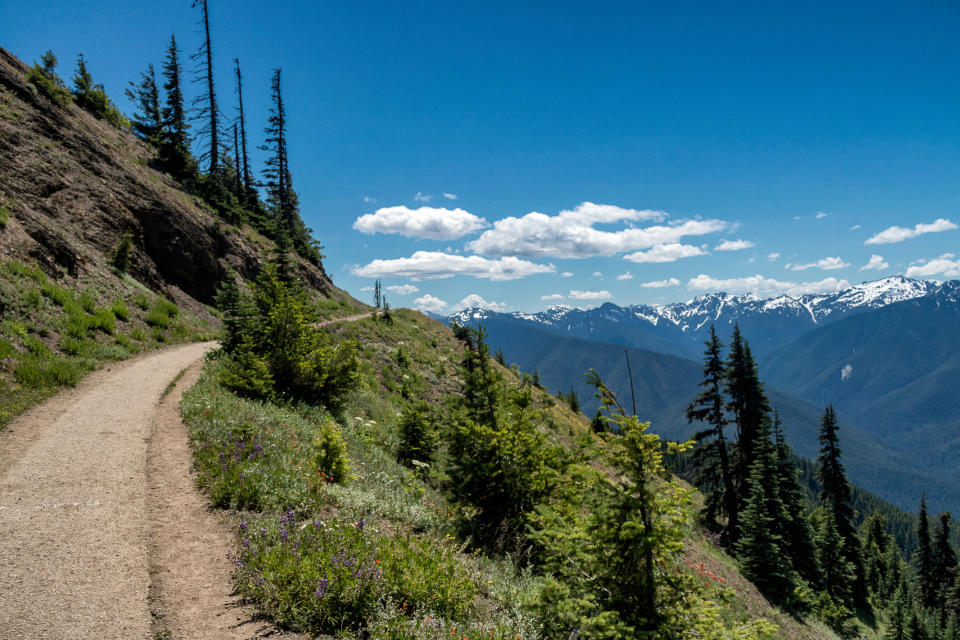 Hurricane Ridge scenic trail at Olympic National Park.