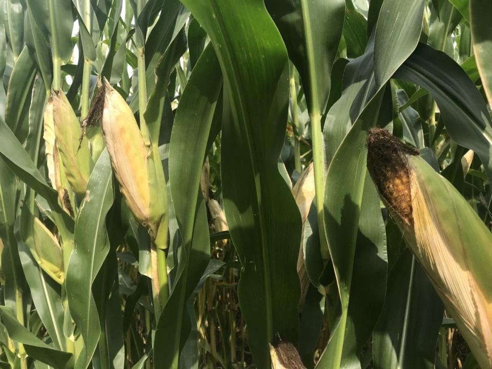 March corn made new contract lows after seeing the USDA announce this week there was a record yield of 177.3 bushels per acre nationally, up a whopping 2.4 bushels per acre from the November 2023 report.