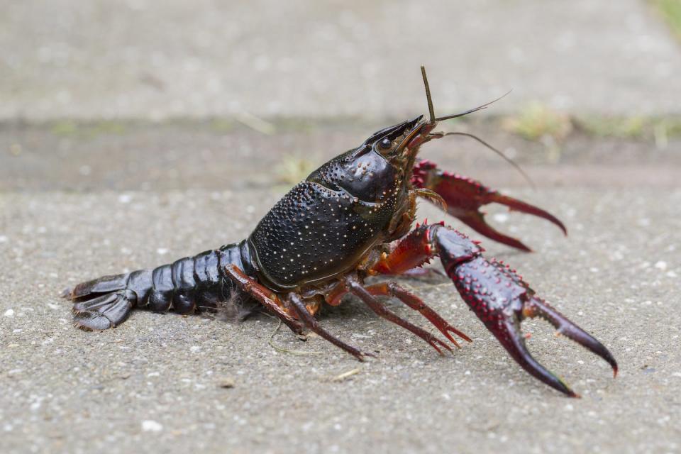 El cangrejo rojo americano (<em>Procambarus clarkii</em>) una amenaza que muchos pescan y consumen. <a href="https://commons.wikimedia.org/wiki/File:Rode_amerikaanse_rivierkreeft,_Red_Swamp_Crayfish,_Procambarus_clarkii_04.jpg" rel="nofollow noopener" target="_blank" data-ylk="slk:Luc hoogenstein / Wikipedia;elm:context_link;itc:0;sec:content-canvas" class="link ">Luc hoogenstein / Wikipedia</a>, <a href="http://creativecommons.org/licenses/by-sa/4.0/" rel="nofollow noopener" target="_blank" data-ylk="slk:CC BY-SA;elm:context_link;itc:0;sec:content-canvas" class="link ">CC BY-SA</a>