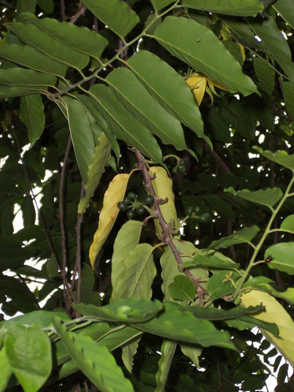 Patience is required when growing trees such as this ylang ylang tree from seed.