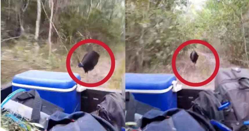 國外一名護林員日前駕車準備下班時，竟被一隻體型碩大的鶴鴕追趕。（圖／翻攝自臉書／Wuthathi Aboriginal Corporation）