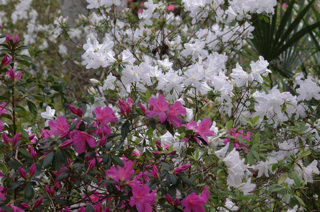 Azaleas should be pruned after blooming but before July 4th.