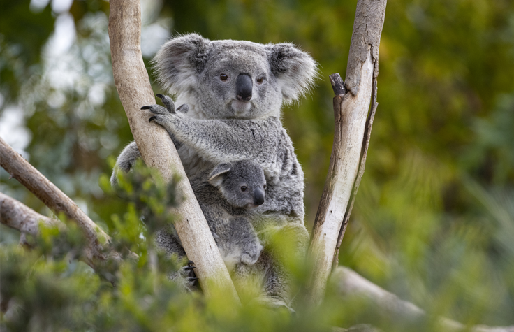 Myalla and her joey, Arru, are two of the koalas whose DNA was sequenced for the project. Photo: San Diego Zoo Wildlife Alliance.