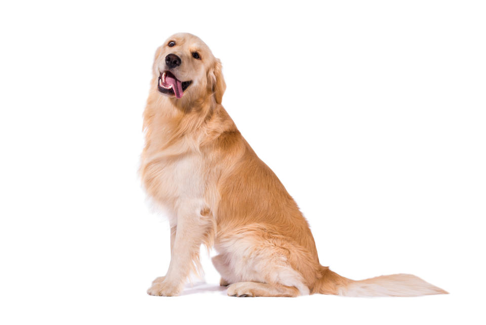 Golden Retriever, es una de las razas más fieles y bondadosas. Foto: Getty Images