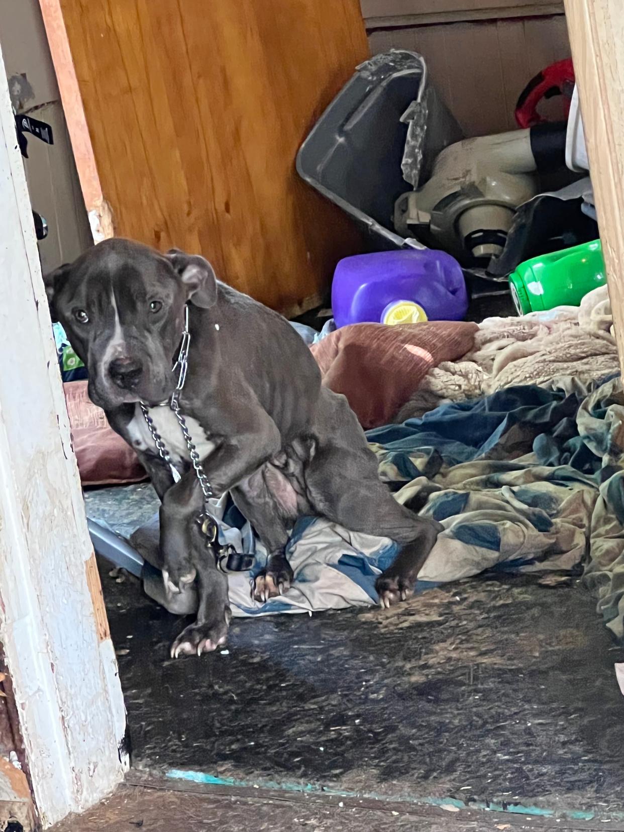 'Chester' the dog before being rescued