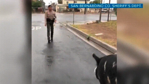 A San Bernardino County Sheriff in uniform is approaching a dog on a road. The caption reads "San Bernardino Co. Sheriff's Dept."