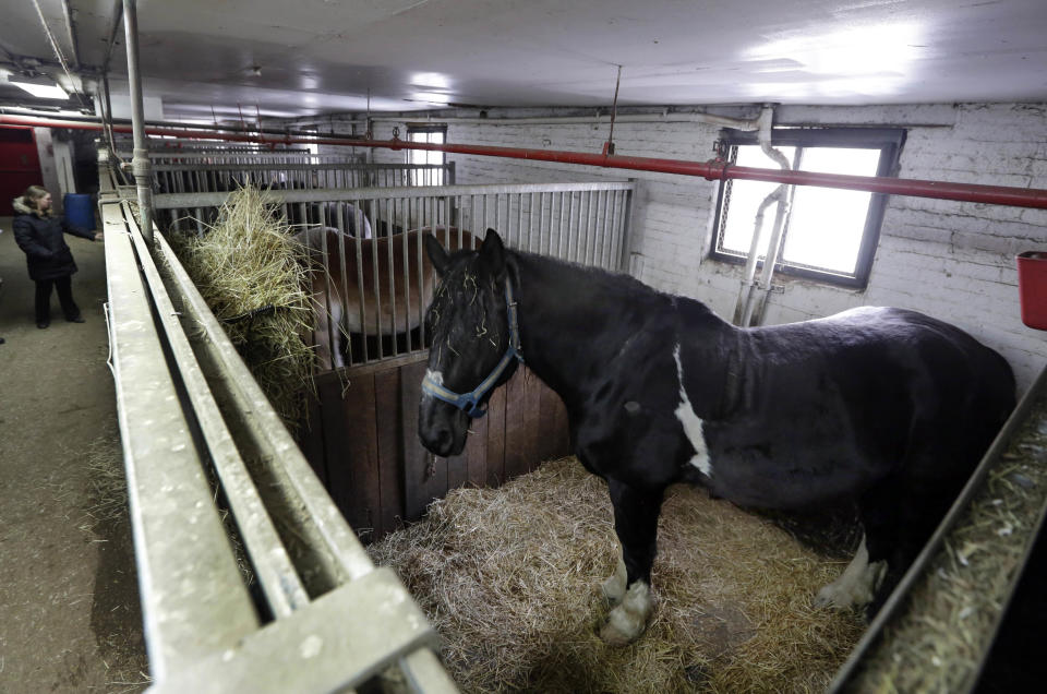 Carriage horses are housed in their stalls in New York's Clinton Stables, Jan. 28, 2014. Time may be running out for the iconic horse carriages that carry tourists around New York City’s Central Park. New York Mayor Bill de Blasio has already declared his intention to shut down the industry, saying it is inhumane to keep horses in modern-day Manhattan. (AP Photo/Richard Drew)