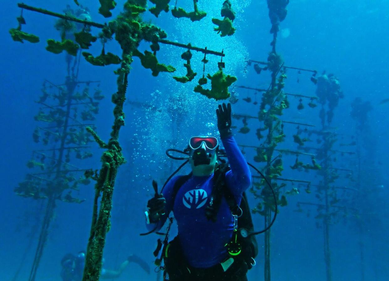 A diver checks corals growing on "trees" in the ocean nursery.
