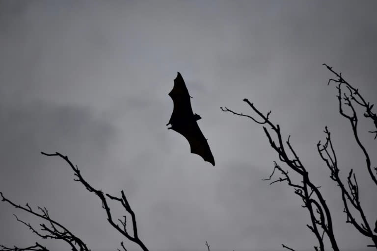 The rare Nipah virus, which is spread by fruit bats, has killed 11 people in India