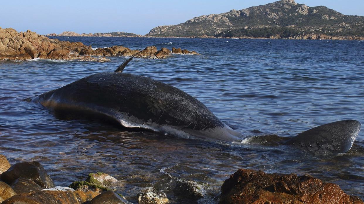 Der tote Pottwal in Porto Cervo vor Sardinien. Foto: SEAME Sardinia Onlus/AP