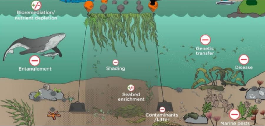 由於研究與經驗不足，目前還無法認定海藻農場有利無害。圖片來源：聯合國報告