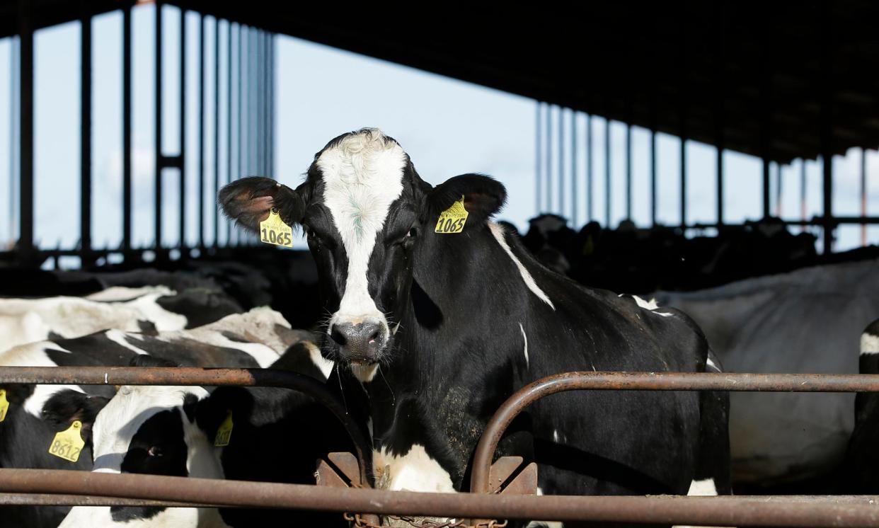 <span>Cows are seen at a dairy in California in November 2016. </span><span>Photograph: Rich Pedroncelli/AP</span>
