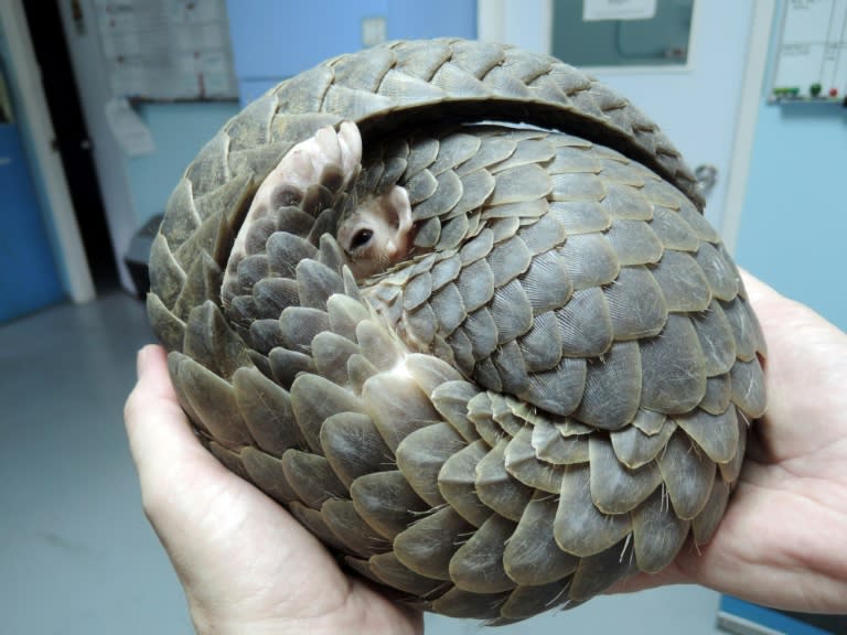 The reclusive pangolin, also known as the scaly anteater, has become the most trafficked mammal on earth due to soaring demand in China and Vietnam