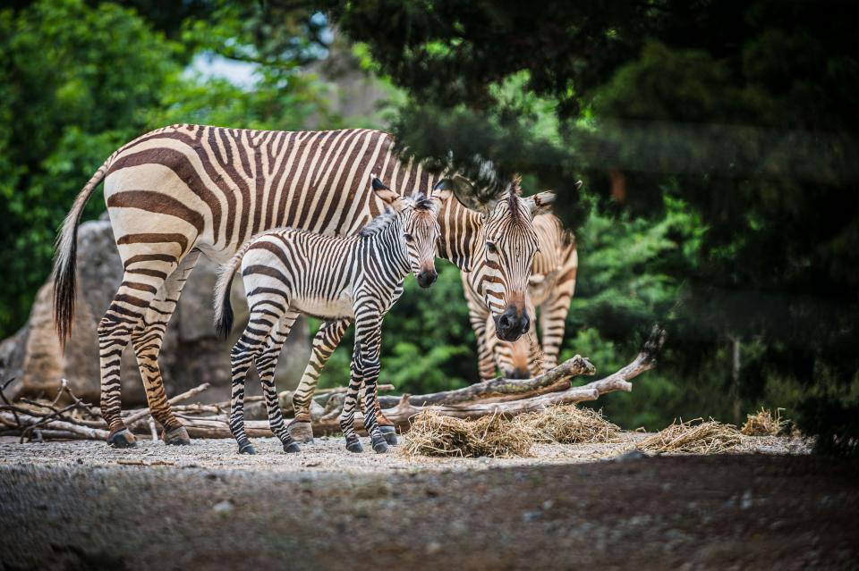 The Louisville Zoo's new baby zebra, on its first day out. May 2022