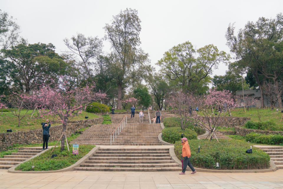 新竹公園位於鬧區，種植800株各式櫻花。（圖：市府提供）