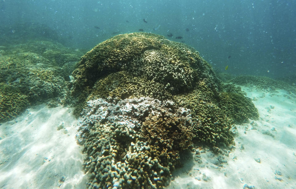 FILE - In this Oct. 26, 2015, file photo, fish swim over coral reef in Hawaii's Kaneohe Bay off the island of Oahu. Flooding in March 2021 in Hawaii caused widespread and obvious damage. But extreme regional rain events that are predicted to become more common with global warming do not only wreak havoc on land, the runoff from these increasingly severe storms is also threatening Hawaii's coral reefs. (AP Photo/Caleb Jones, File)