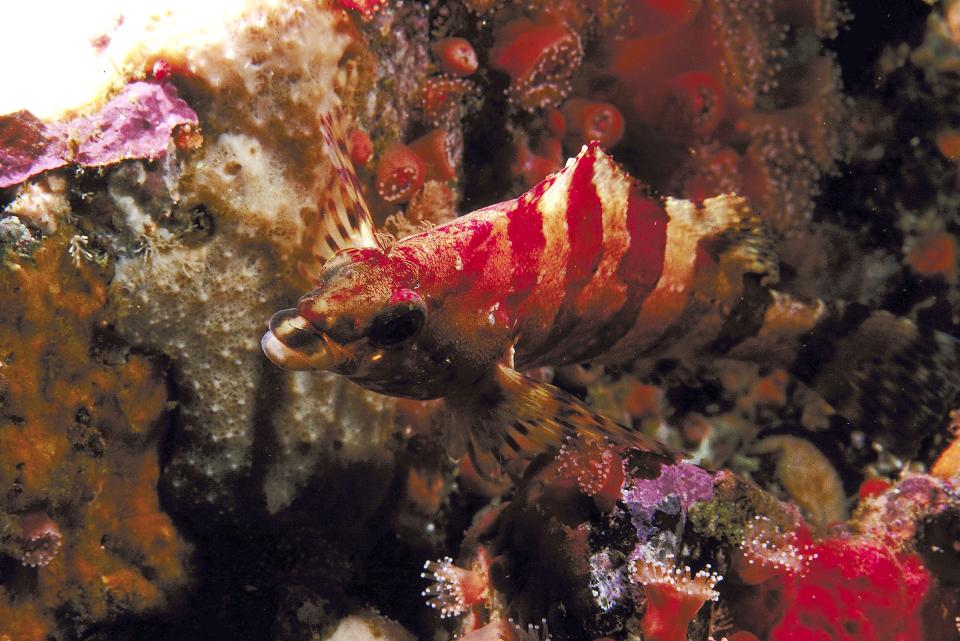 Newport Aquarium's new "Ring of Fire: World of the Octopus" exhibit will feature Painted Greenlings, a species of marine ray-finned fish that lives among sea anemones.