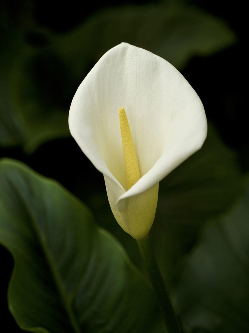 Calla Lilies