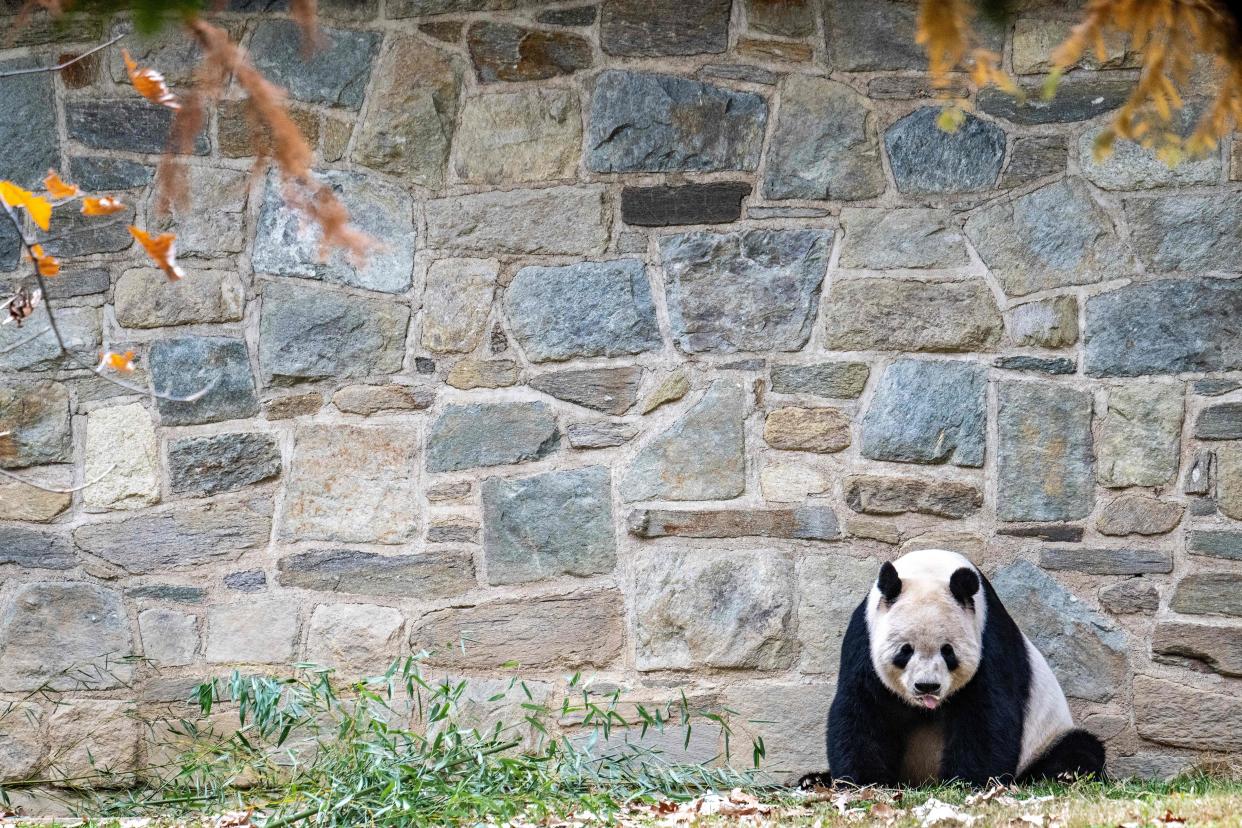 Tian Tian the panda