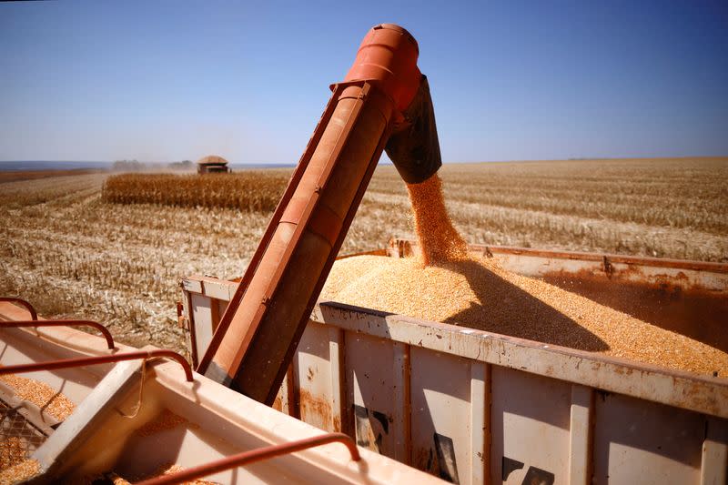 Los granos de maíz se cargan en un camión después de ser cosechados en una granja cerca de Brasilia, Brasil
