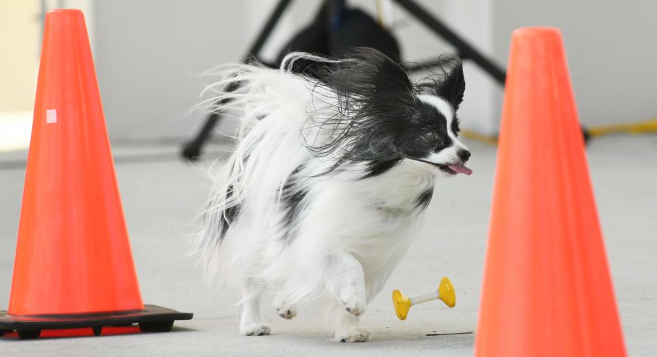 Dogs can try out a dog agility course at "Woof It Up" AKC Responsible Dog Ownership Day in Cocoa Village on Sunday, April 14.